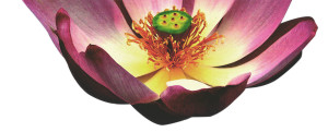 Lotusblüte im Anschnitt